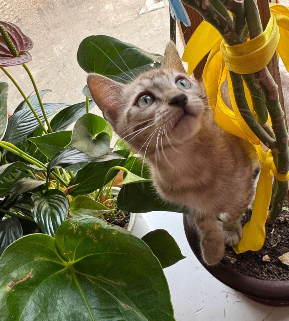 Brian - Bengal Male Mink Colored 2.5 Month Old Microchipped, Dewormed, Vaccinated, and Potty Trained