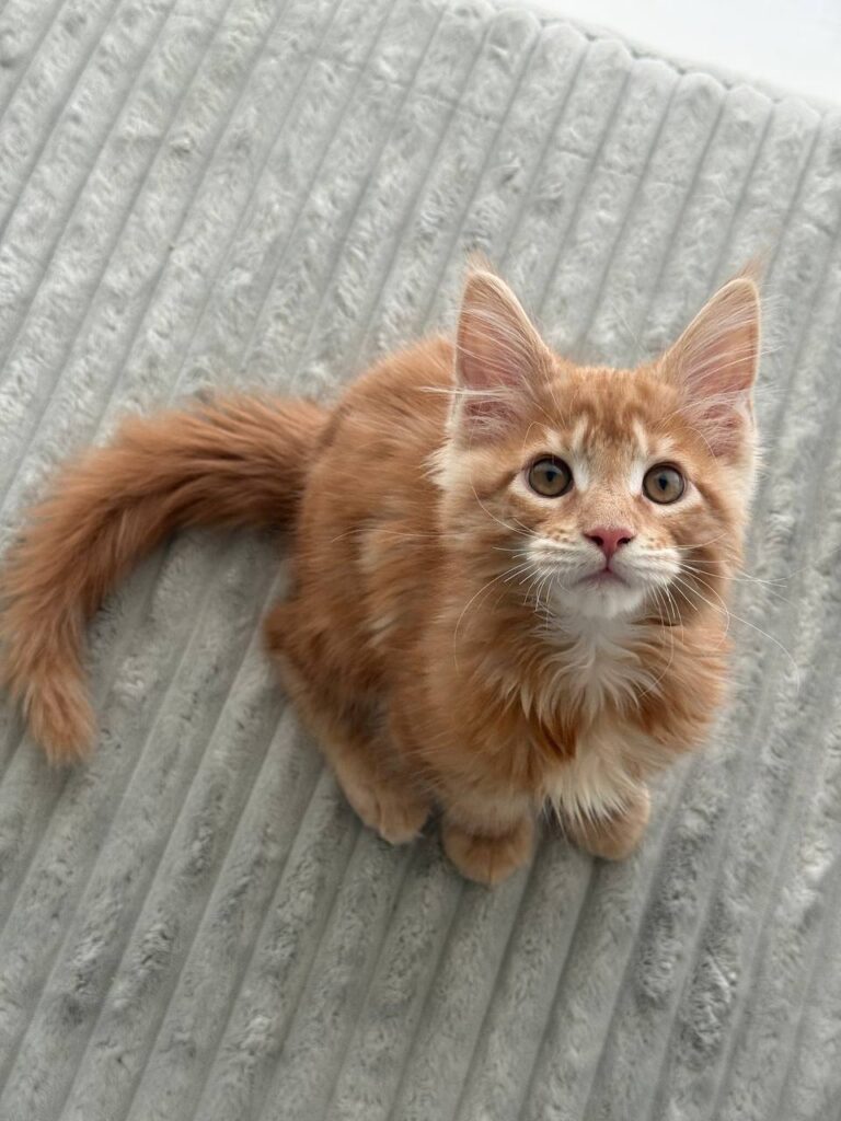 Colin - Orange Male Maine Coon Microchipped, Dewormed, Vaccinated, Potty Trained 2.5 Months Old