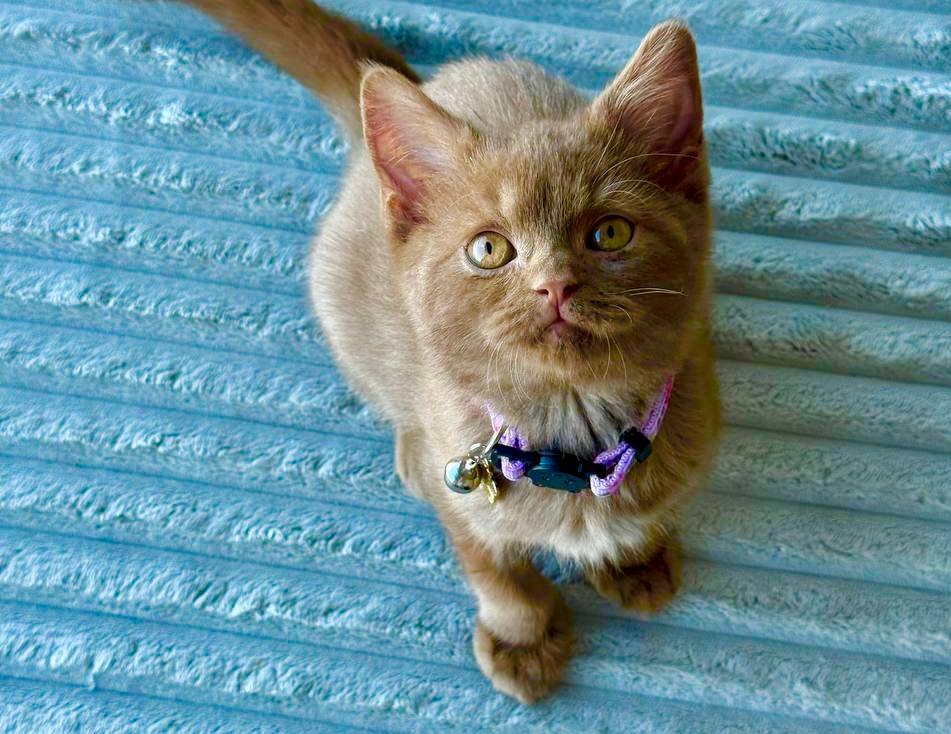 Oliver – British Shorthair Chocolate Male 2.5 Months Old, Microchipped, Dewormed, Twice Vaccinated, Potty Trained