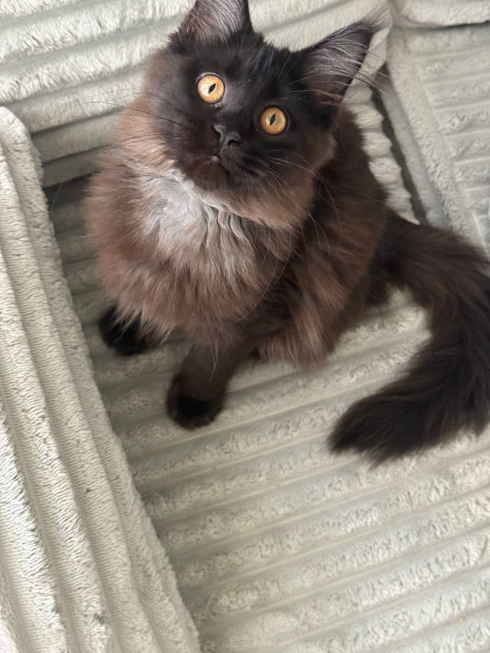 Olivia – Black Female Maine Coon Microchipped, Dewormed, Vaccinated, Potty Trained 2.5 Months Old