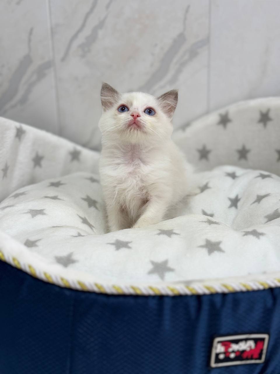 Chip – Ragdoll Male 1.5 Months Old Microchipped, Dewormed, Vaccinated And Potty Trained Will Be Ready End Of March