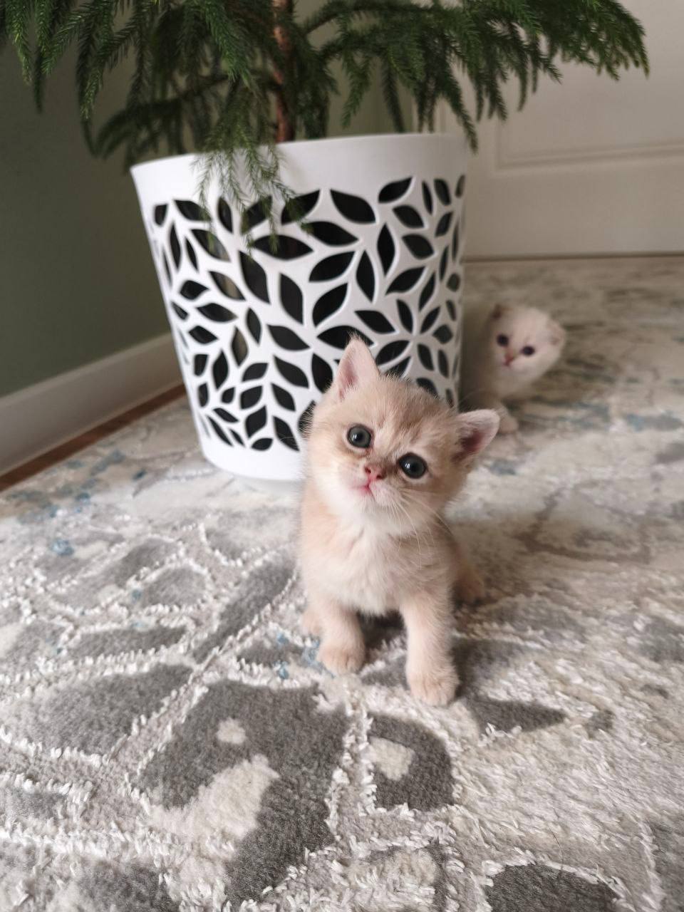 Celine – British Shorthair Blue Gold Female 1.5 Months Old Microchipped, Dewormed, Twice Vaccinated, And Potty Trained Will Be Ready Mid March