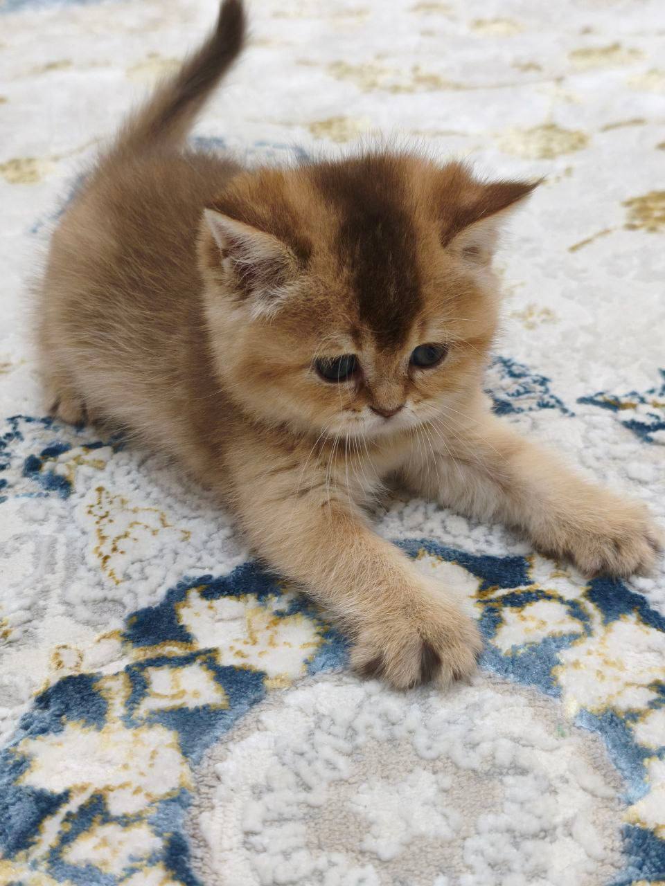 Chanel – British Shorthair Black Gold Female 1.5 Months Old Microchipped, Dewormed, Twice Vaccinated, And Potty Trained Will Be Ready Mid March