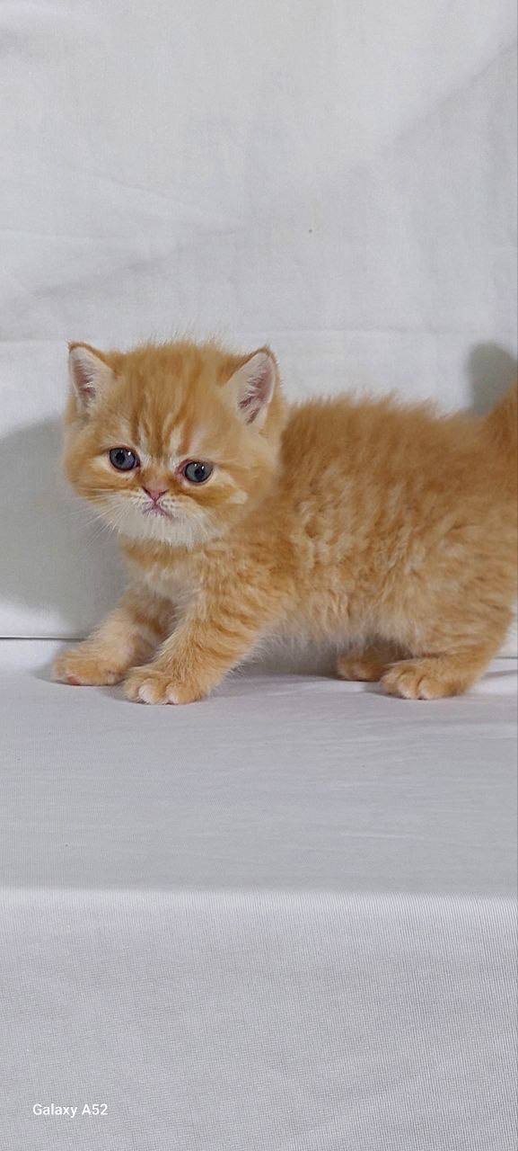 Bella – British Shorthair Gold Female 1.5 Months Old Microchipped, Dewormed, Twice Vaccinated, And Potty Trained Will Be Ready Mid March