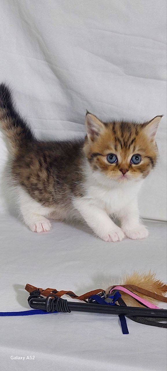Shadow – British Shorthair Bicolor Male 1.5 Months Old Microchipped, Dewormed, Twice Vaccinated, And Potty Trained Will Be Ready Mid March