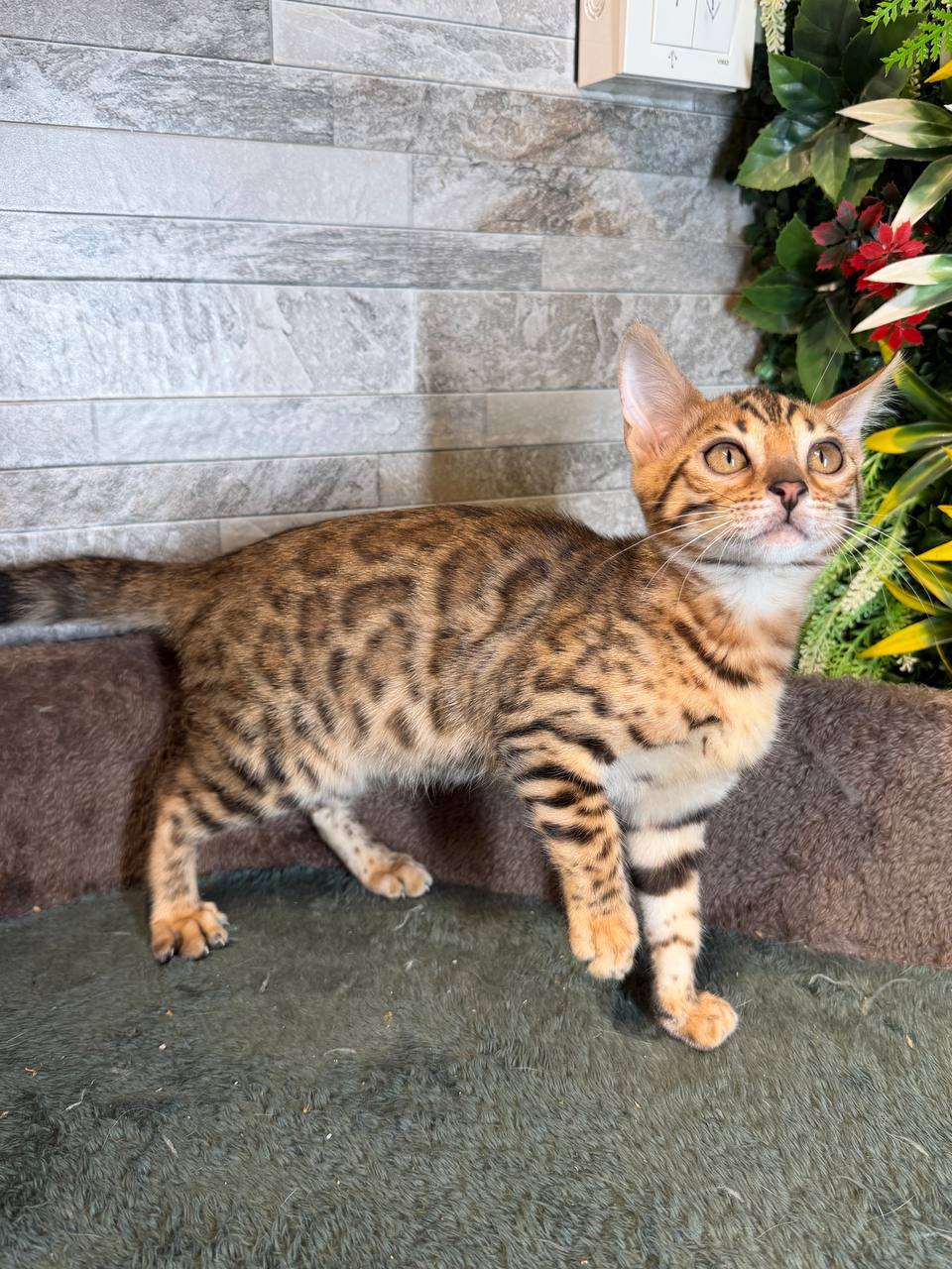 Vivien – Bengal Female Brown Color 2.5 Month Old Microchipped, Dewormed And Vaccinated, And Will Be Ready For A New Home Mid March