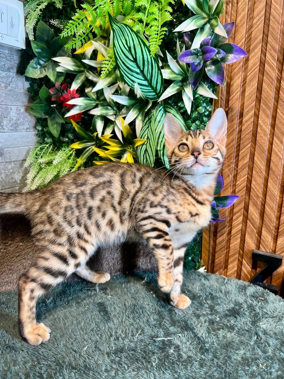 Damian – Bengal Male Brown Color 2.5 Month Old Microchipped, Dewormed And Vaccinated, And Will Be Ready For A New Home Mid March
