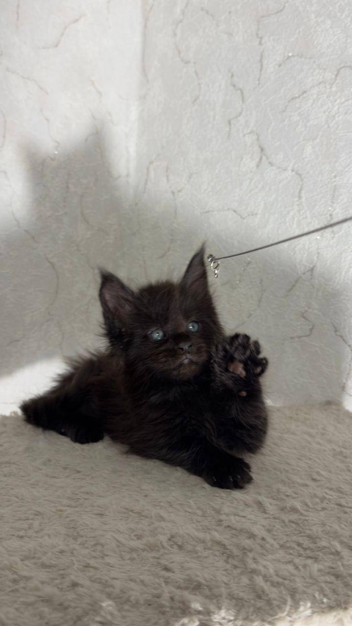 Atlas – Black Male Maine Coon Microchipped, Dewormed, Vaccinated, And Potty Trained 1 Months Old Will Be Ready Mid April