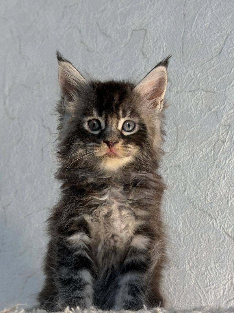 Adolf – Tabby Male Maine Coon Microchipped, Dewormed, Vaccinated, And Potty Trained 1 Months Old Will Be Ready Mid April
