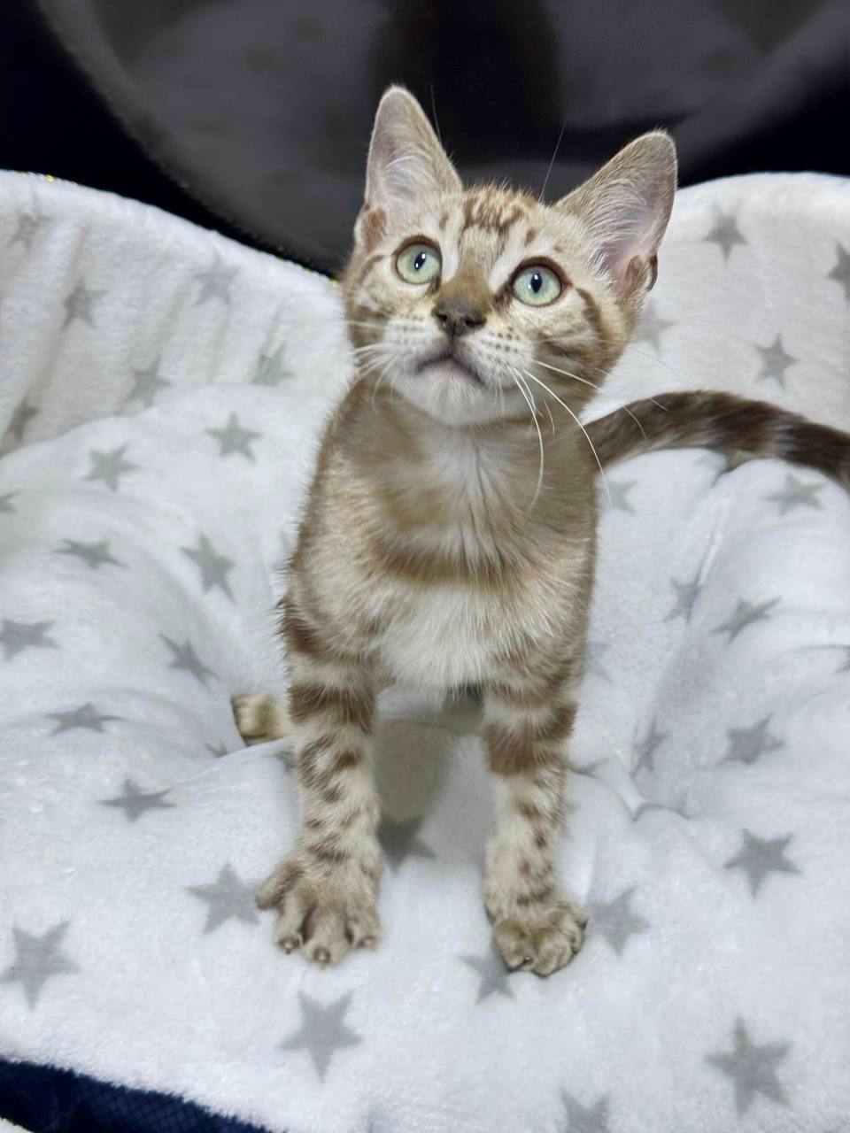 Lucky –  Bengal male mink color 2.5 month old microchipped, dewormed and vaccinated