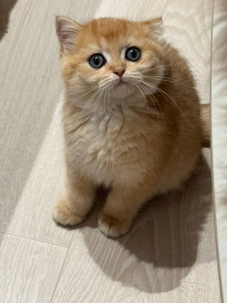 Fiona British shorthair gold female 2,5 months old microchipped, dewormed, vaccinated,potty trained
