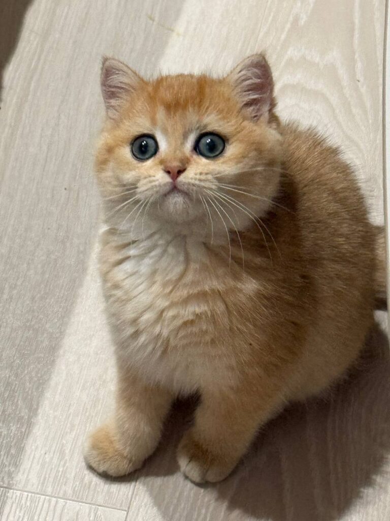 Fiona British shorthair gold female 2,5 months old microchipped, dewormed, vaccinated,potty trained