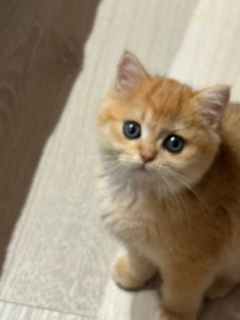 Fiona British shorthair gold female 2,5 months old microchipped, dewormed, vaccinated,potty trained