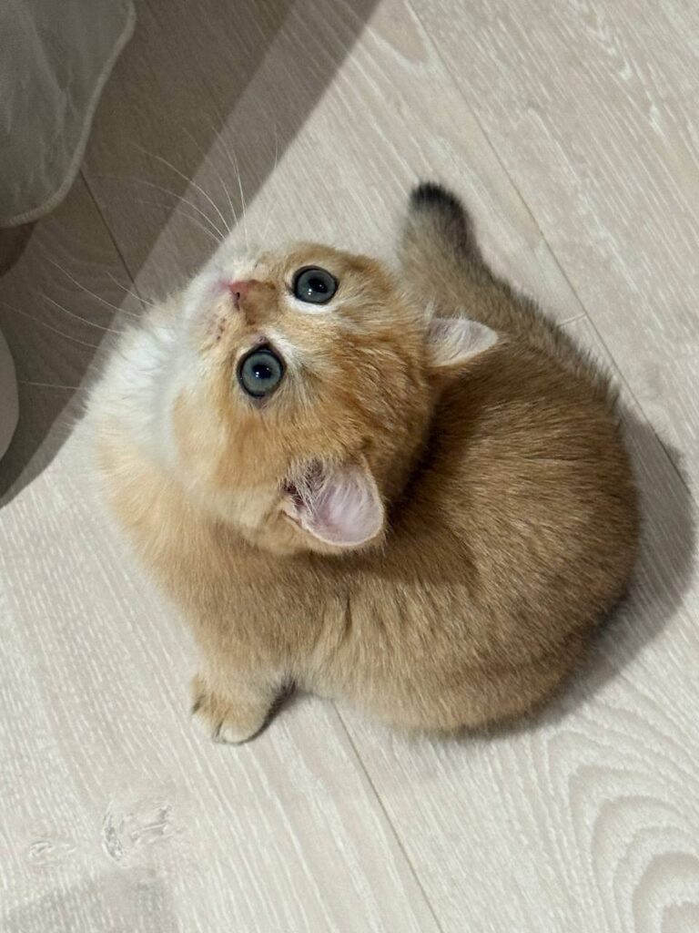 Fiona British shorthair gold female 2,5 months old microchipped, dewormed, vaccinated,potty trained