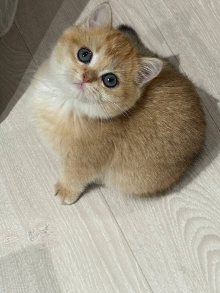 Fiona British shorthair gold female 2,5 months old microchipped, dewormed, vaccinated,potty trained