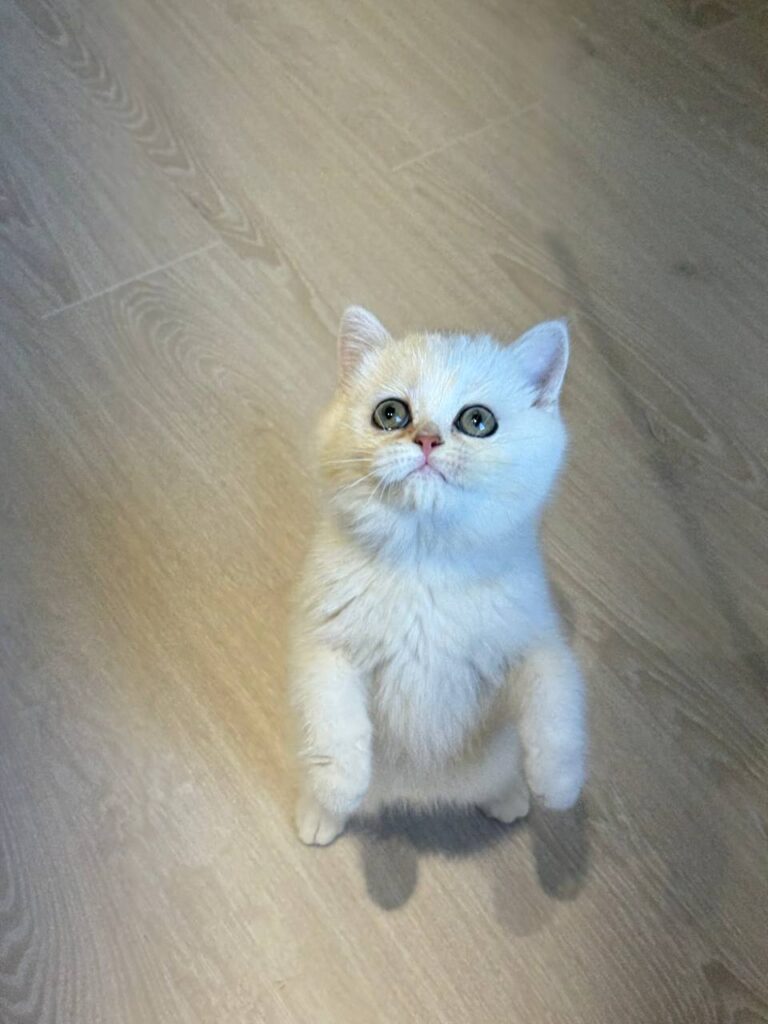 Sophie British shorthair silver female 2,5 months old microchipped, dewormed, twice vaccinated, potty trained