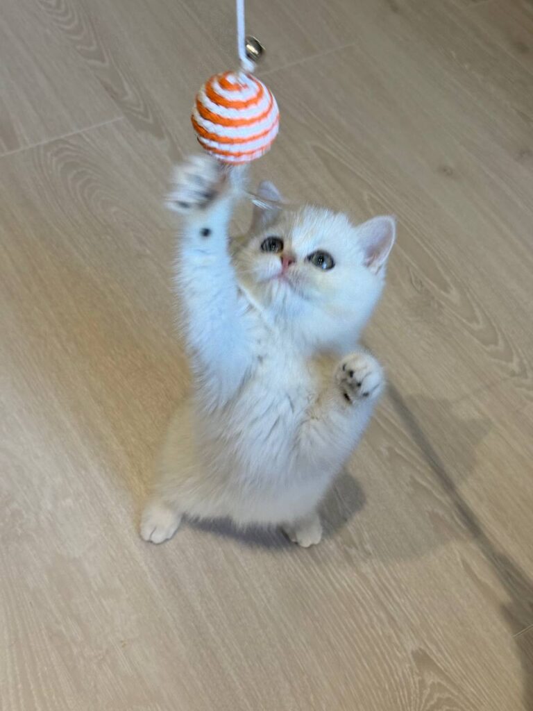 Sophie British shorthair silver female 2,5 months old microchipped, dewormed, twice vaccinated, potty trained