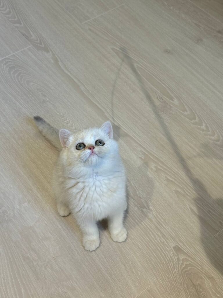 Sophie British shorthair silver female 2,5 months old microchipped, dewormed, twice vaccinated, potty trained