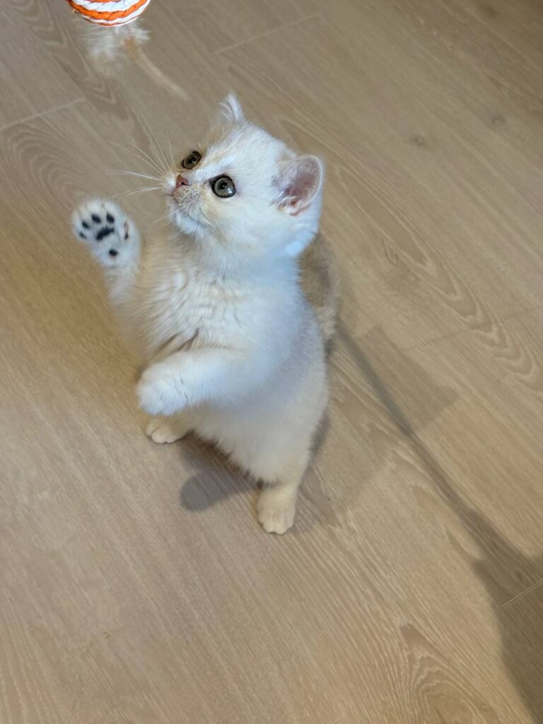 Sophie British shorthair silver female 2,5 months old microchipped, dewormed, twice vaccinated, potty trained