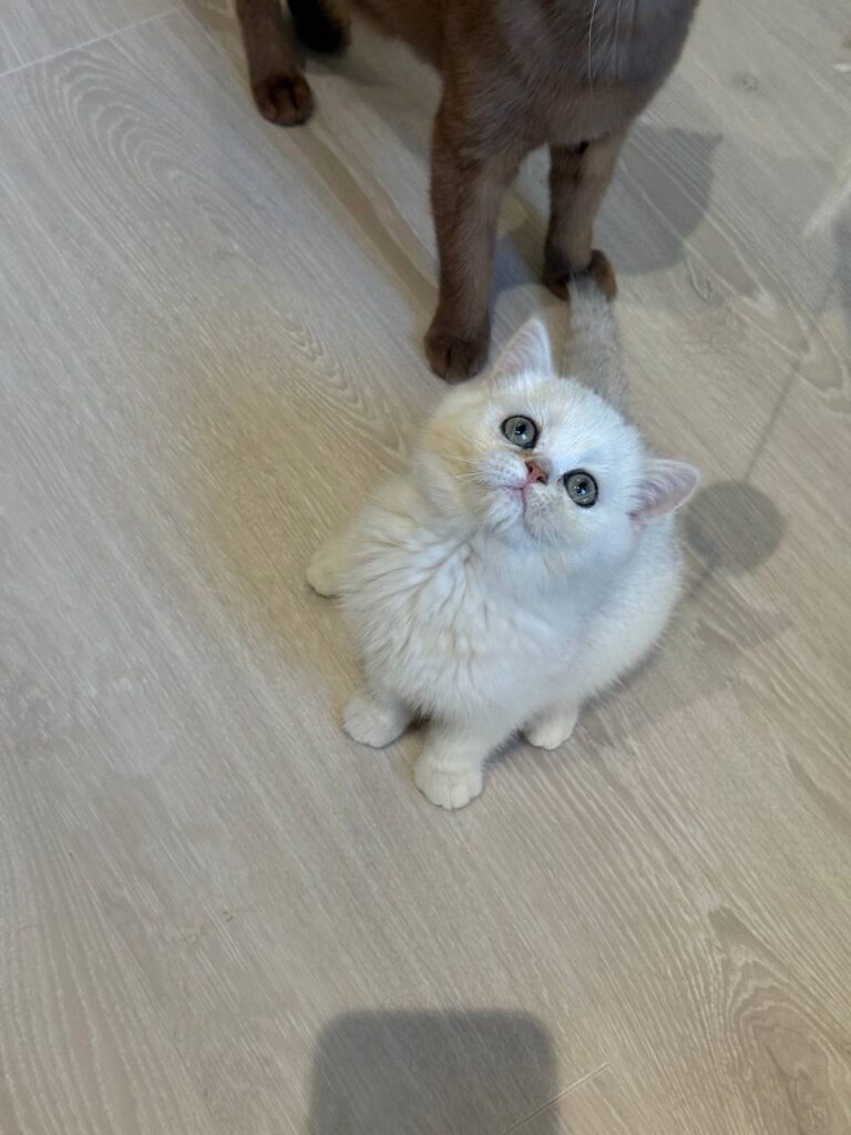 Sophie British shorthair silver female 2,5 months old microchipped, dewormed, twice vaccinated, potty trained