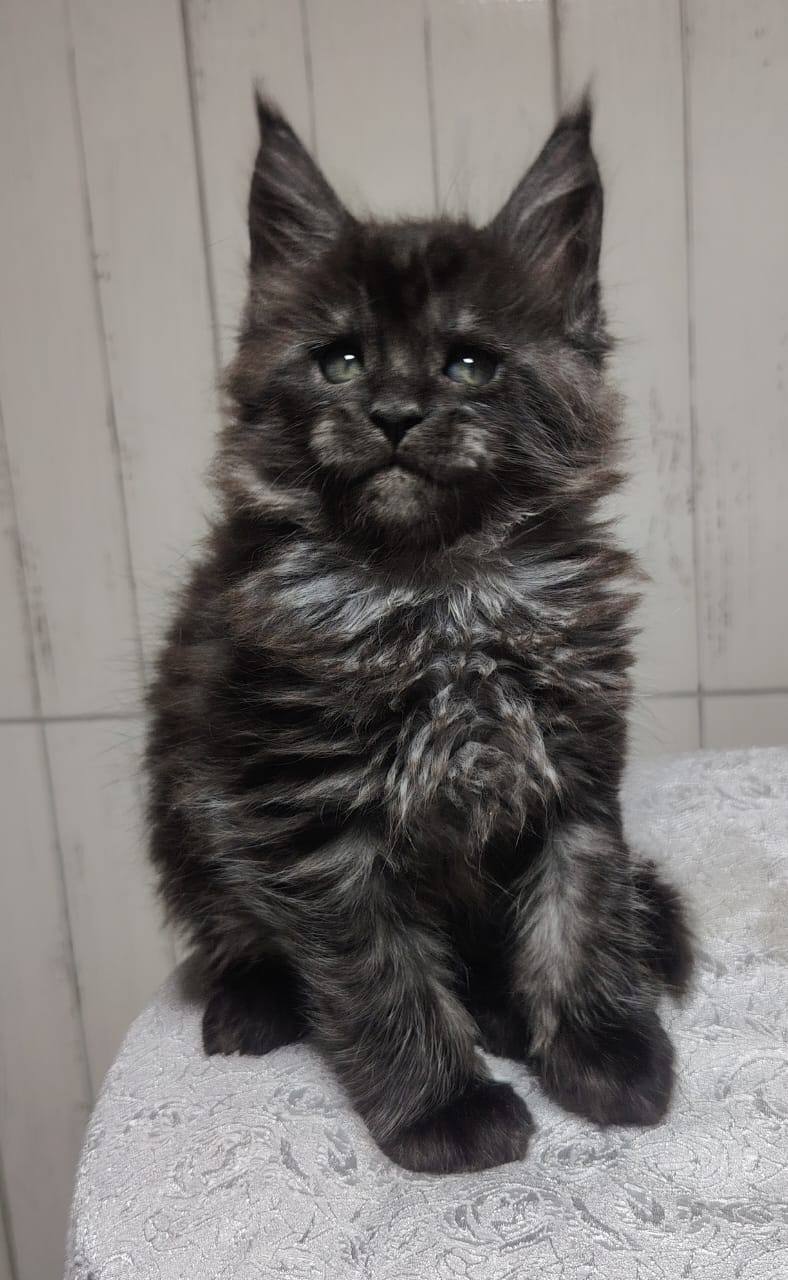 Hunter – Black Male Maine Coon Microchipped, Dewormed, Vaccinated, And Potty Trained 2 Months Old Will Be Ready March 5th
