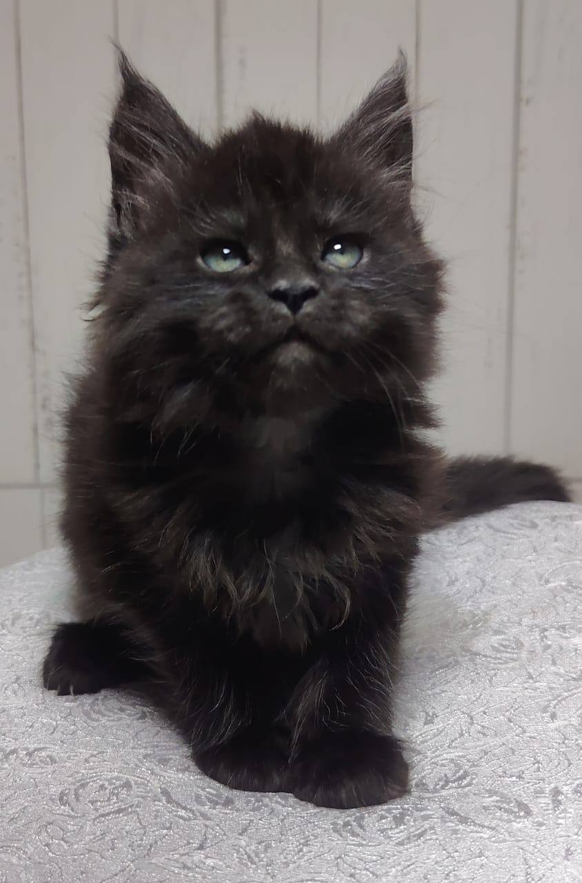 Silva – Blue Solid Female Maine Coon Microchipped, Dewormed, Vaccinated, And Potty Trained 2 Months Old Will Be Ready March 5th