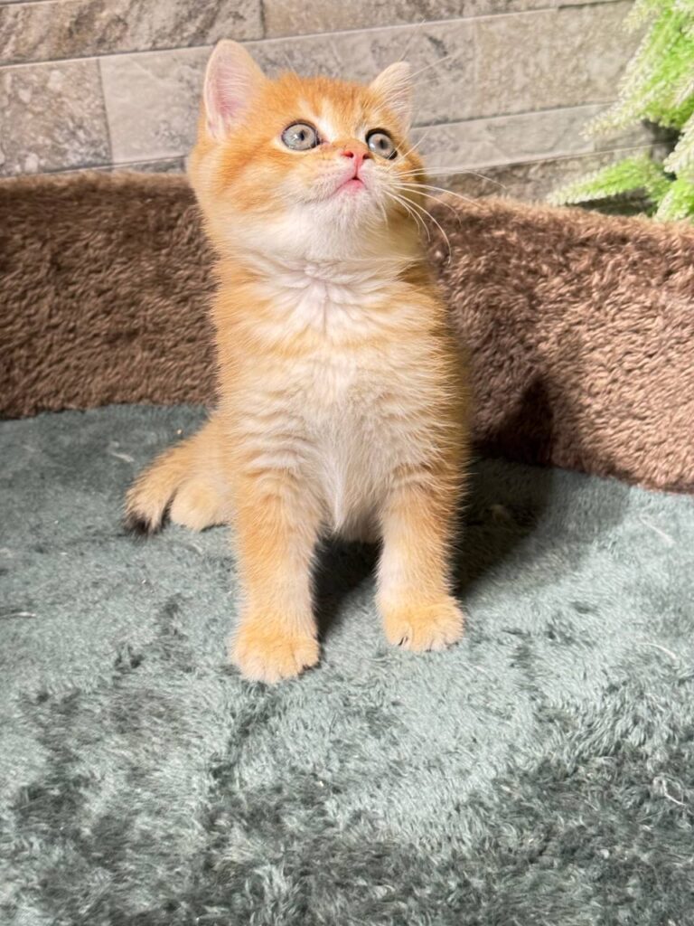 Toby gold British shorthair