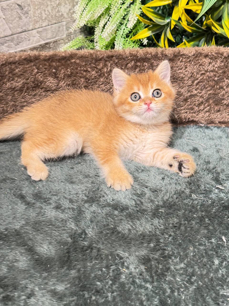 Toby – Gold British Shorthair Male Microchipped, Dewormed, Vaccinated, Potty Trained 2 Months Old, And Will Be Ready March 10th