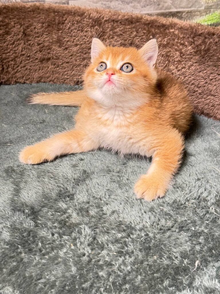 Toby gold British shorthair