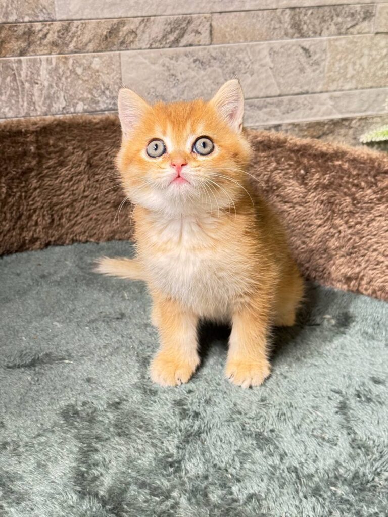 Toby gold British shorthair