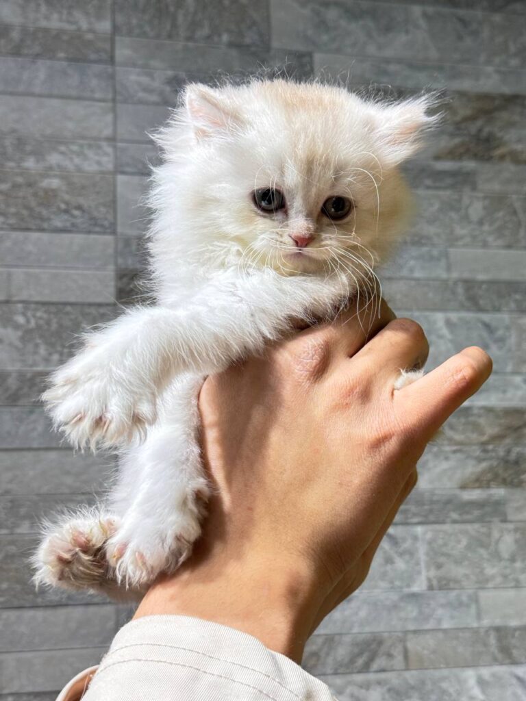 Henry silver British longhair