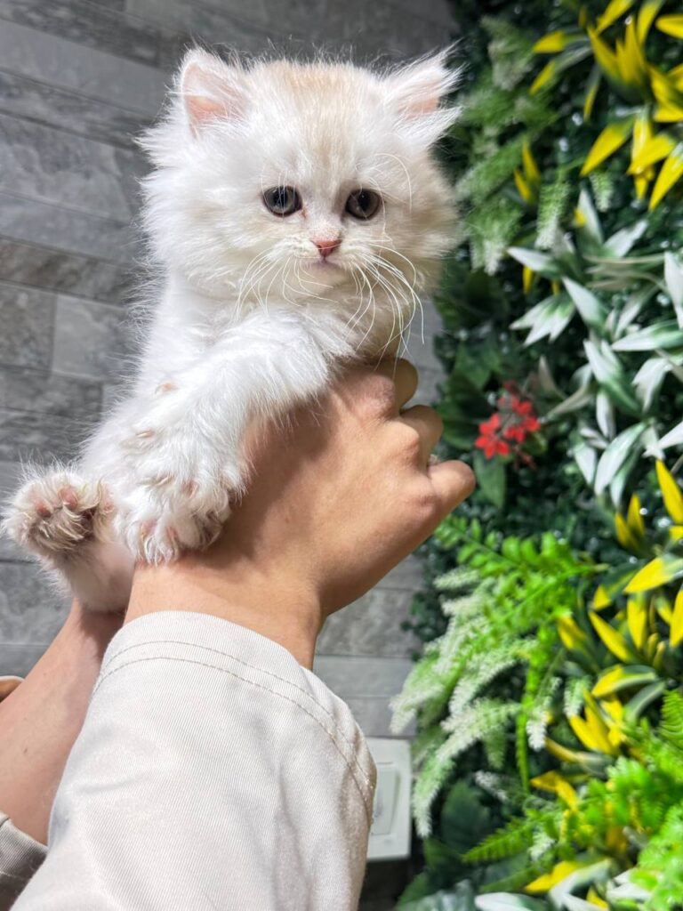 Henry silver British longhair