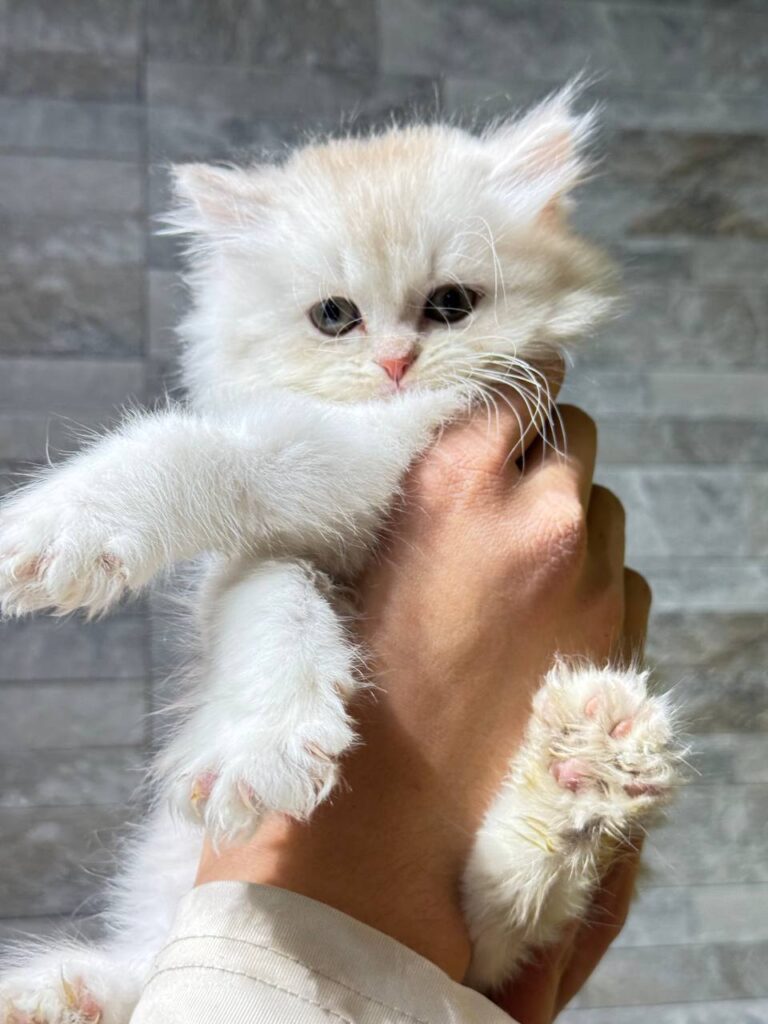 Henry silver British longhair