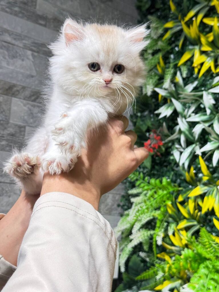 Henry silver British longhair