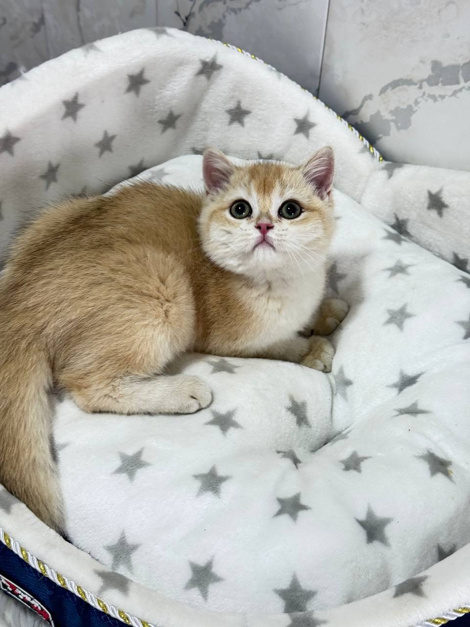 Billy – Gold British Shorthair Male Microchipped, Dewormed, Vaccinated, Potty Trained 2.5 Months Old, And Will Be Ready For A New Home End February