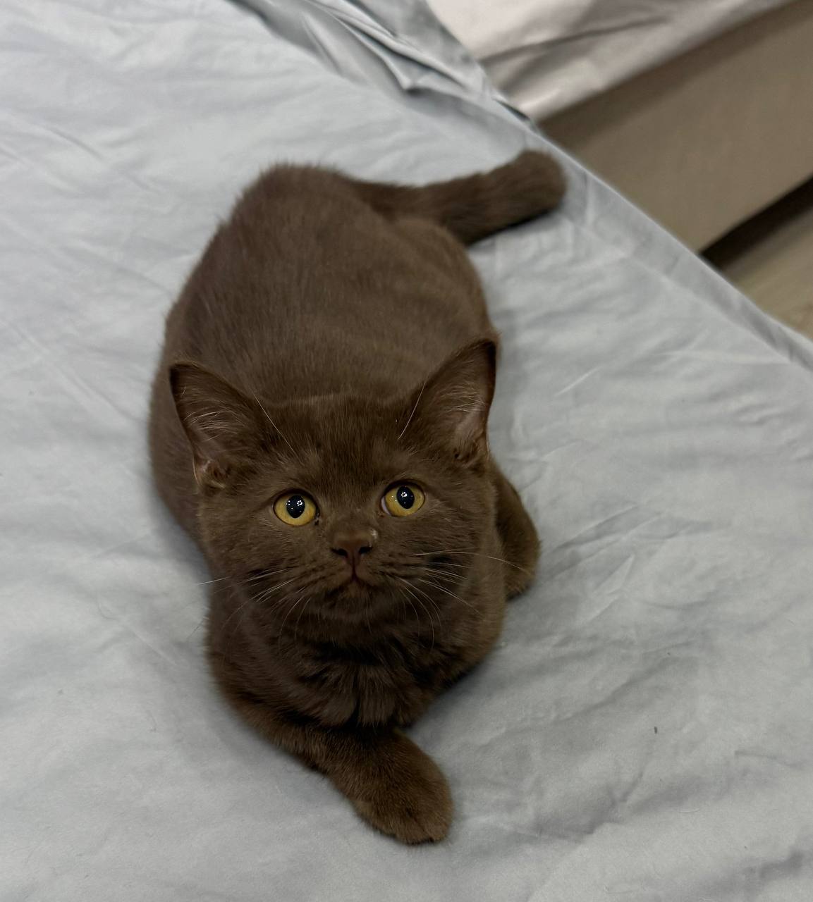 Leo – British Shorthair Chocolate Male 3 Months Old Microchipped, Dewormed, Twice Vaccinated, Potty Trained, Neutered, And Will Ready For A New Home February 20
