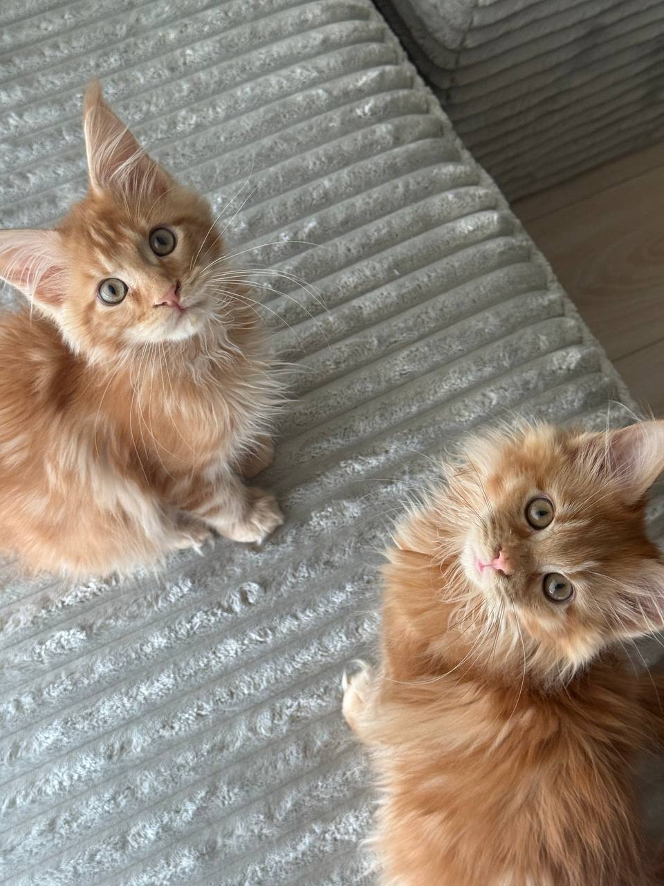 Archie And Colin – Orange Male Maine Coons, Microchipped, Dewormed, Twice Vaccinated, Potty Trained, And Ready For A New Home