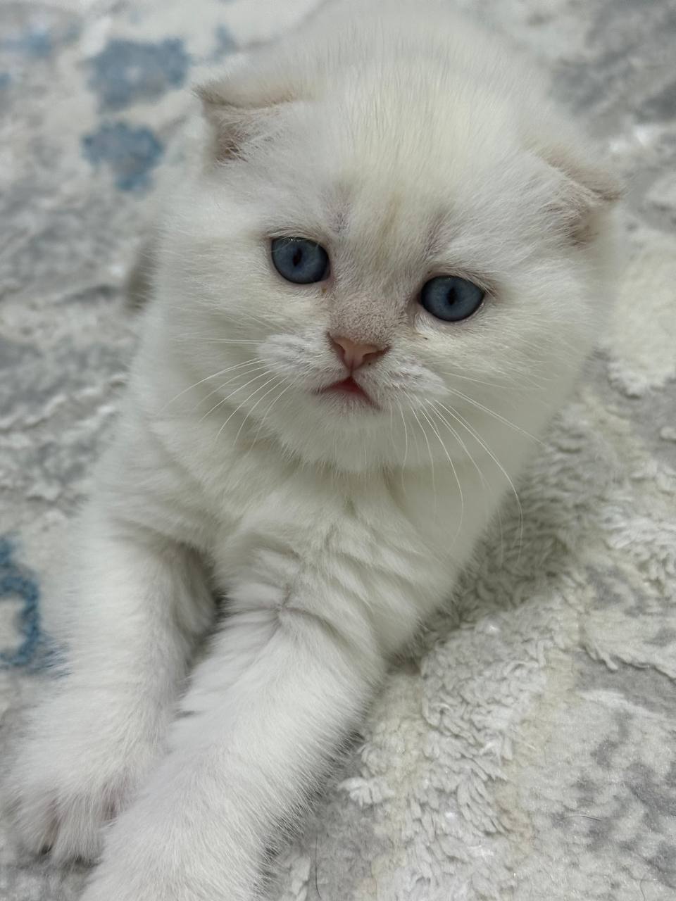 Ollie – Scottish Fold 1.5 Month Old White Point Microchipped, Dewormed, And Twice Vaccinated Will Be Ready Mid March