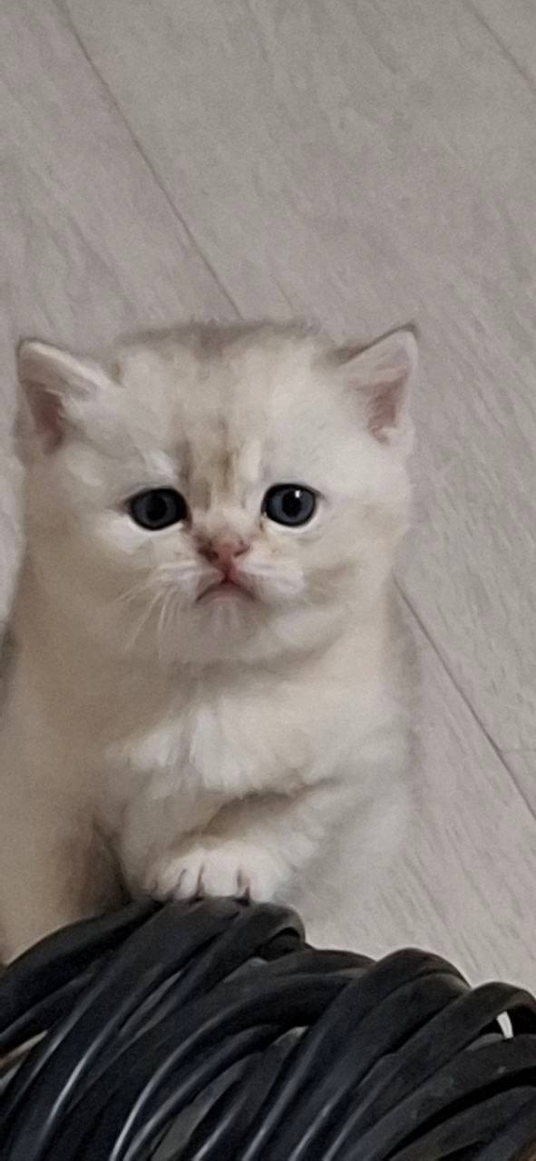 Kira – British Shorthair Silver Female 1.5 Months Old Microchipped, Dewormed, Twice Vaccinated, Potty Trained, And Will Be Ready Mid March