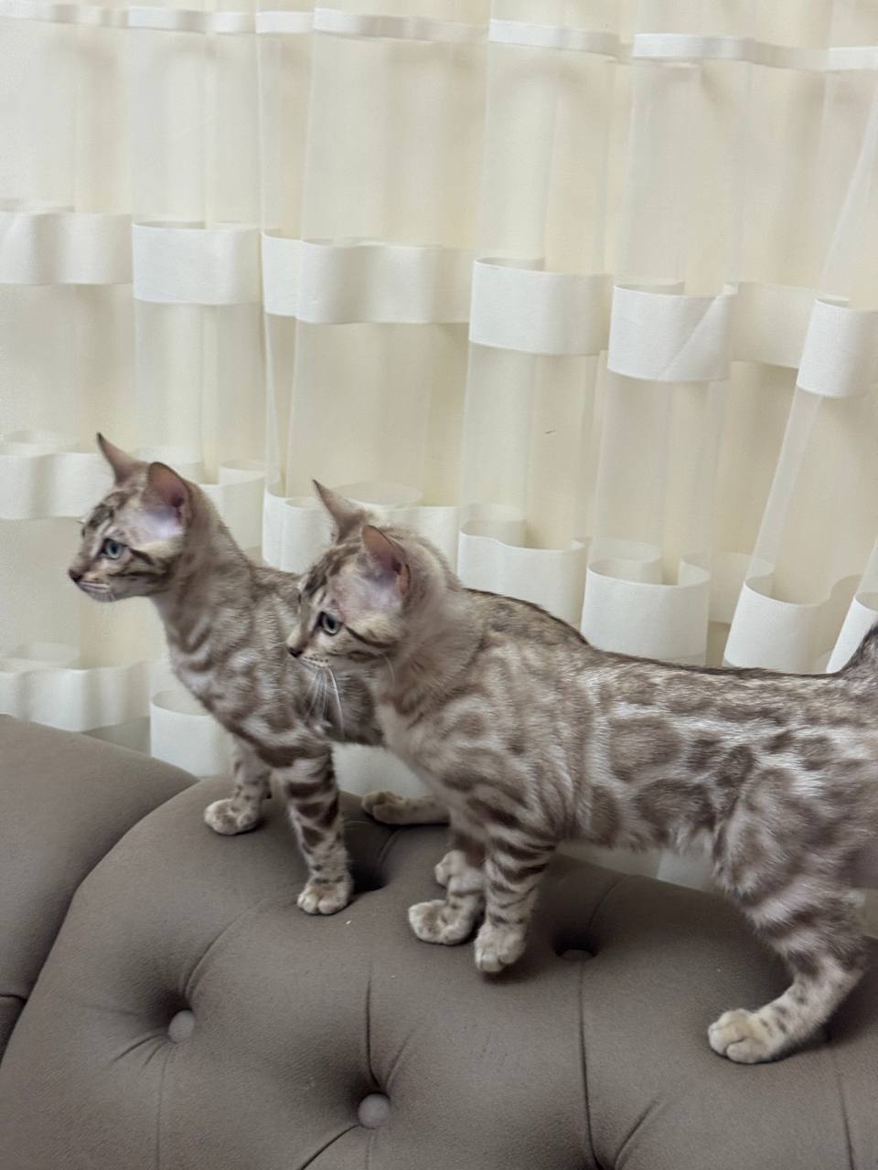Jack And Brian – Bengal Male Mink Color 3 Month Old Microchipped, Dewormed And Vaccinated, Neutered And Price $2900 Will Be Ready For A New Home February 20th