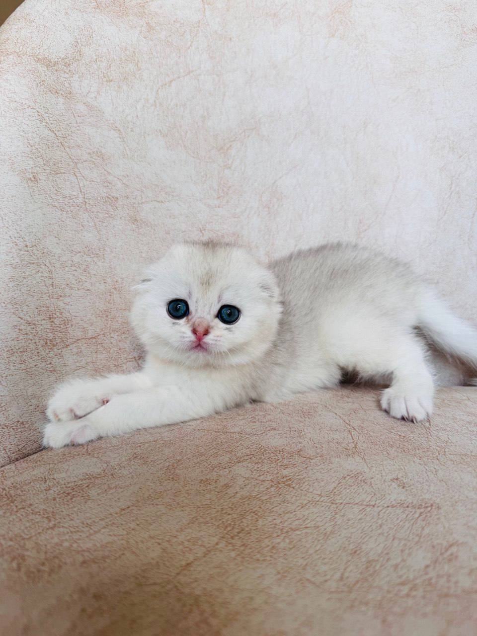 Tina – Scottish Fold Silver Female Microchipped, Dewormed And Twice Vaccinated Will Be Ready End March