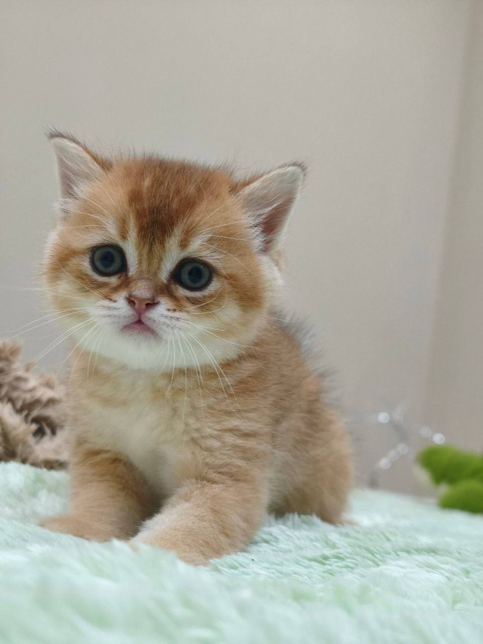 Gucci – British Shorthair Gold Male 1.5 Months Old Microchipped, Dewormed, Twice Vaccinated, And Potty Trained Will Be Ready Mid March