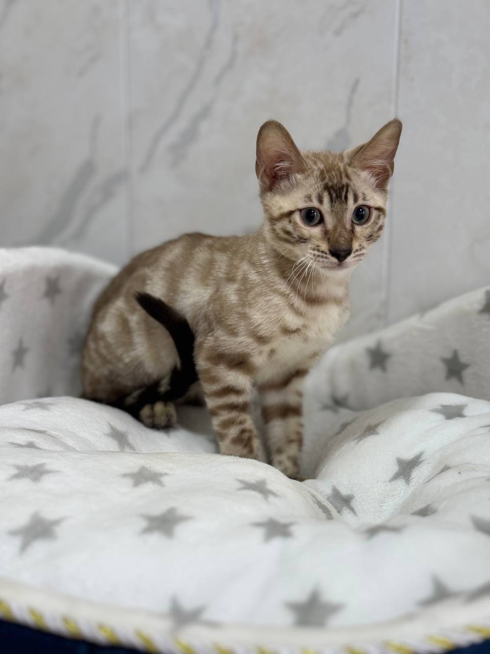 Brian – Bengal Male Mink Color 2.5 Month Old Microchipped, Dewormed And Vaccinated, Neutered. Will Be Ready For A New Home February 20