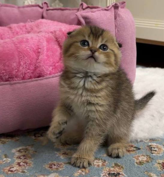 Simba – Scottish Fold Black Gold Male Microchipped, Dewormed, And Twice Vaccinated Will Be Ready Mid March