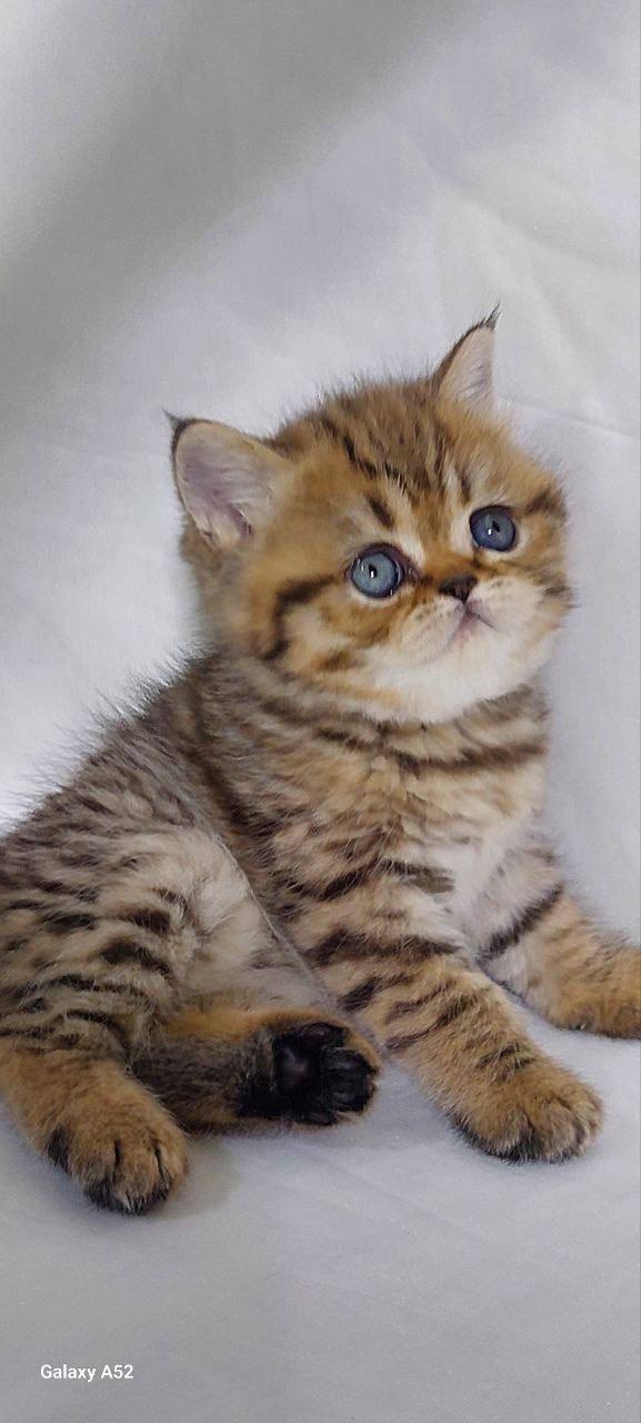 Guess – British Shorthair Gold Marble Male 1.5 Months Old Microchipped, Dewormed, Twice Vaccinated, And Potty Trained Will Be Ready Mid March