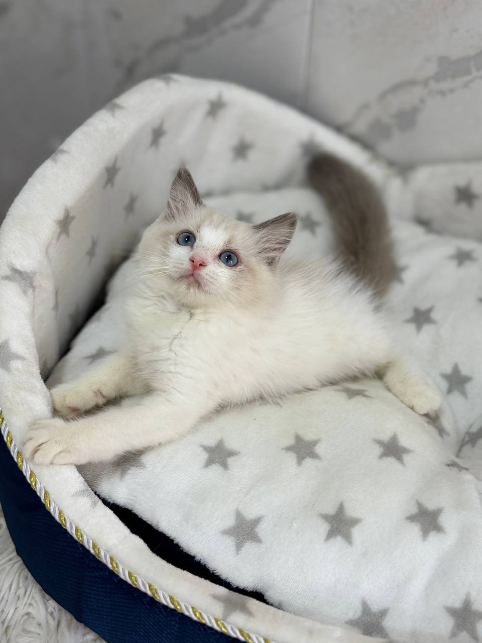 Alicia – Ragdoll Female 1.5 Months Old Microchipped, Dewormed, Vaccinated, And Potty Trained Will Be Ready End Of March