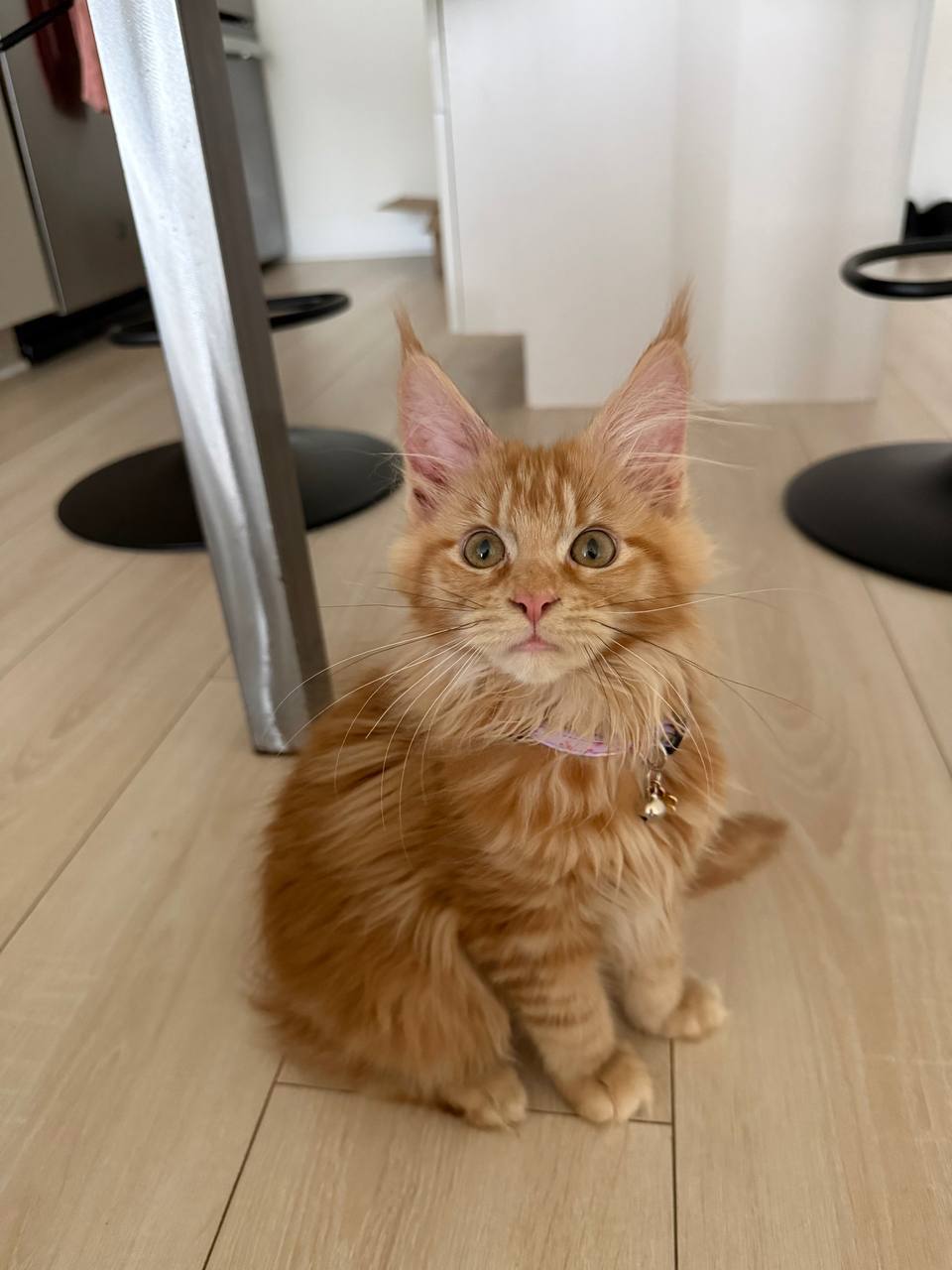 Alan – Orange male maine coon microchipped, dewormed, vaccinated, potty trained 2.5 months old, ready for a new home