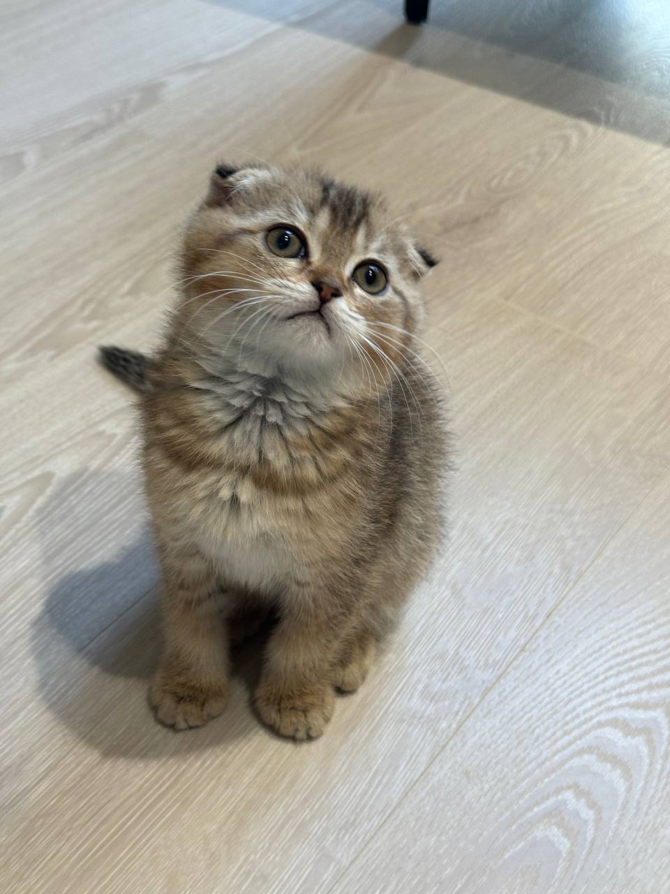 Simba – Black Gold Scottish Fold Male Microchipped, Dewormed, Vaccinated, Potty Trained 2 Months Old, And Will Be Ready For A New Home Mid March