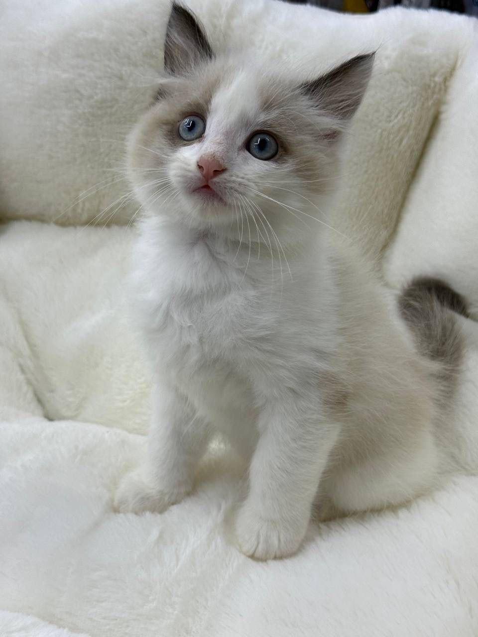 Bina – Ragdoll Female 2 Months Old, Microchipped, Dewormed, Vaccinated, And Potty Trained Will Be Ready Mid April
