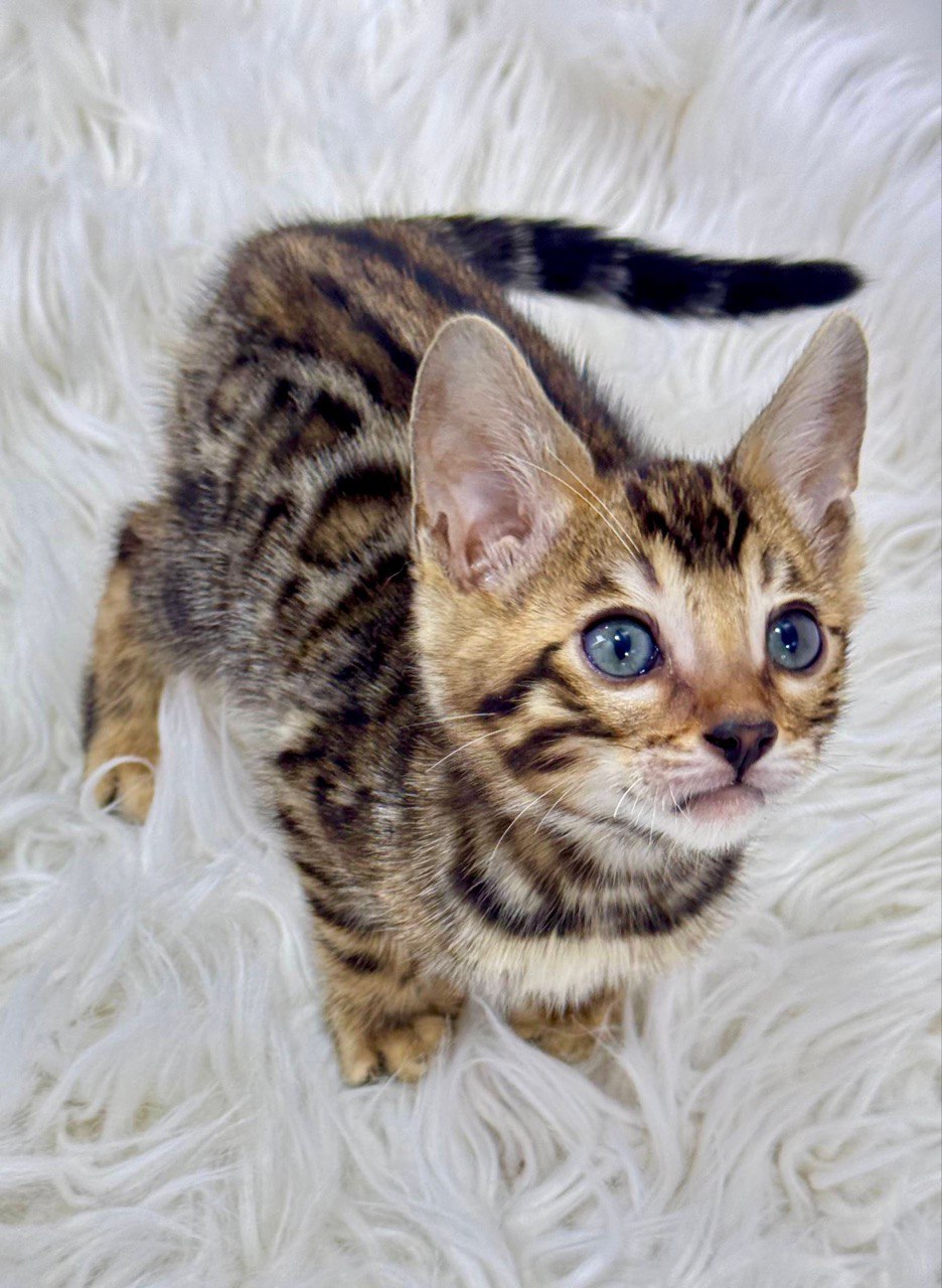 Bars – Bengal Male Brown Color 1.5 Month Old Microchipped, Dewormed And Vaccinated, And Potty Trained Will Be Ready For A New Mid April